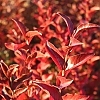 Crapemyrtle_Garnet_Queen_2