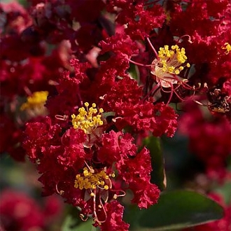 Crapemyrtle_Garnet_Queen