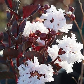 Crapemyrtle_Pure_White