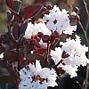 Crapemyrtle_Pure_White