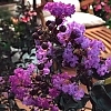 Crapemyrtle_Purely_Purple_2