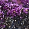 Crapemyrtle_Purely_Purple_3