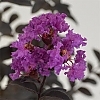 Crapemyrtle_Purely_Purple