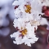 Crepe_Myrtle_-_Pure_White_2