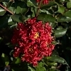 Crepe_Myrtle_Garnet_Queen