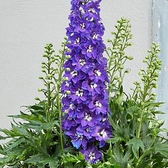 DELPHINIUM-GLITZY-PERENNIALS