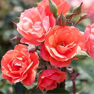 DOUBLECORALROSE