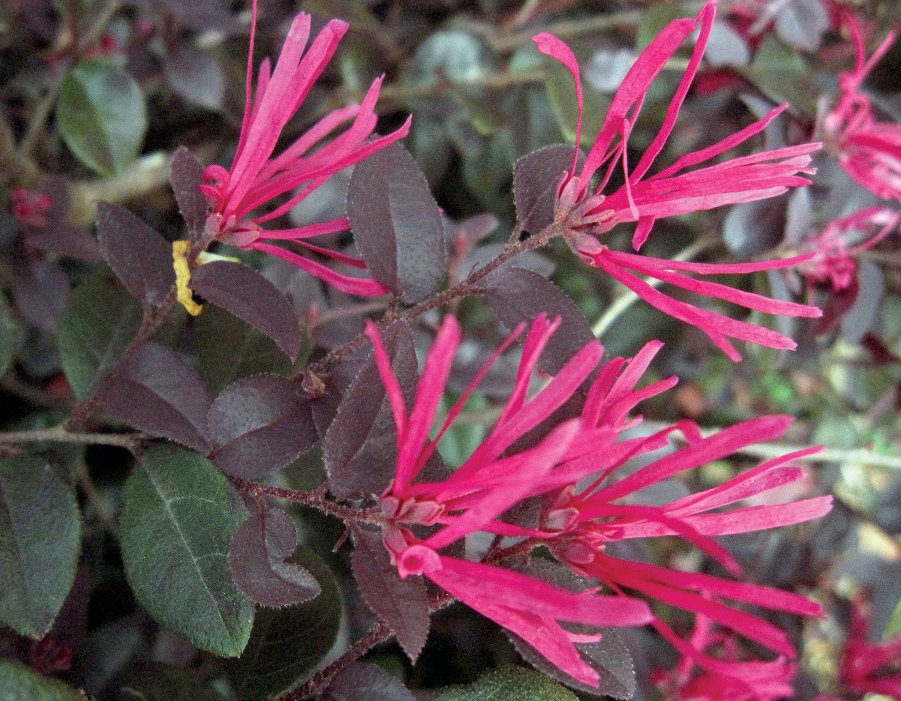 Loropetalum