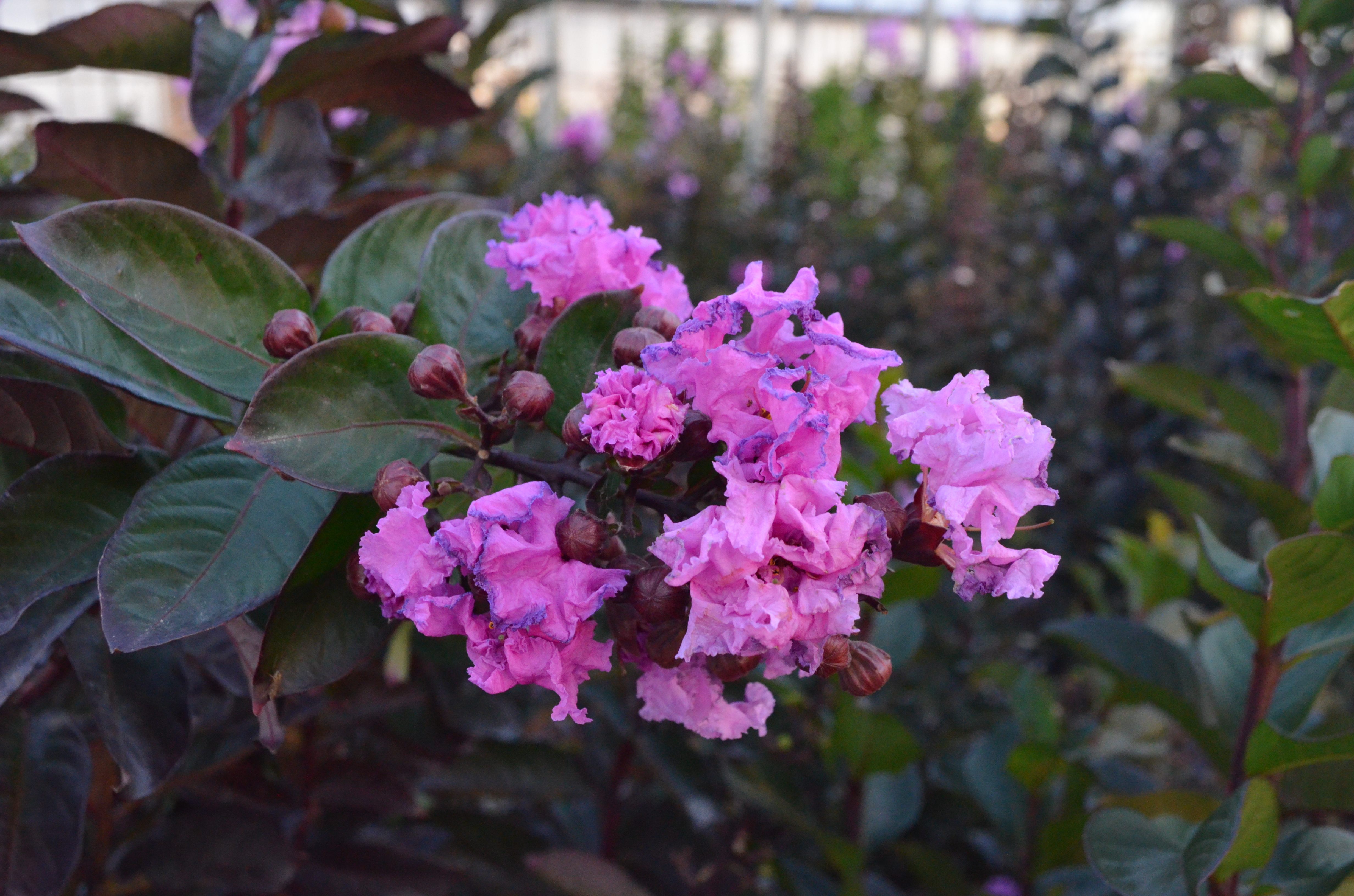 Boulevard Crape Myrtle