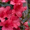 Deja_Bloom_Azalea_Fuchsia_Parasol