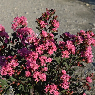 DiamondettePinkMarquisMainProfilePic