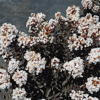 DiamondetteSilverMarquisMainProfilePic