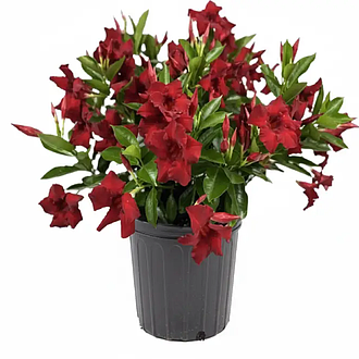 DipladeniaSundeniaRedImprovedMainProfilePic