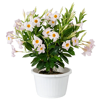 DipladeniaSundeniaWhiteMainProfilePic