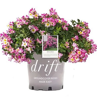 DriftPinkMainProfilePic