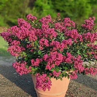 EmeraldEmpireCrapeMyrtlePinkBijou