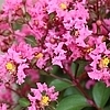 EmeraldEmpirePinkBijou2