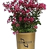 EmeraldEmpirePinkBijou