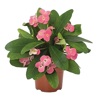 EuphorbiaMaxiPinkCadillacMainProfilePic