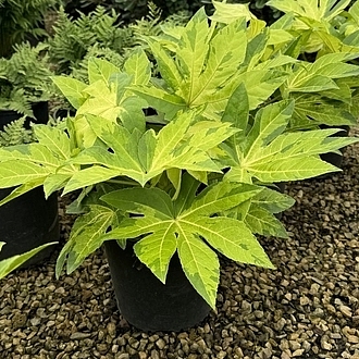 FatsiaCamouflageMainProfilePic