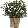 GardeniaEndlessBliss