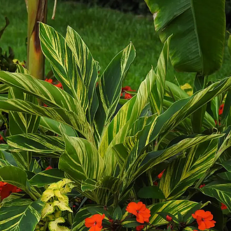 GingerVariegatedAlpiniaMainProfilePic