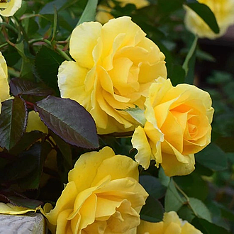 GoodDaySunshineMainProfilePic