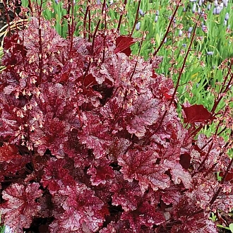 HEUCHERA-BERRY-MARMALADE-PERENNIALS