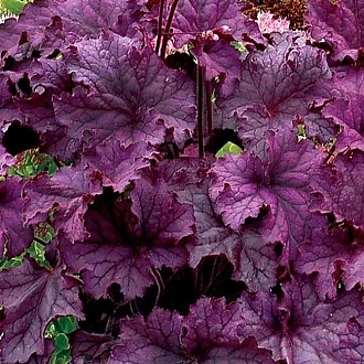 HEUCHERA-GRAND-AMEYTHEST-PERENNIALS