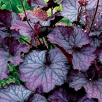 HEUCHERA-NORTHERN-EXPOSURE-BLACK-PERENNIALS