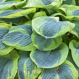 HOSTA-WILLIAM-FRANCIS-PERENNIALS