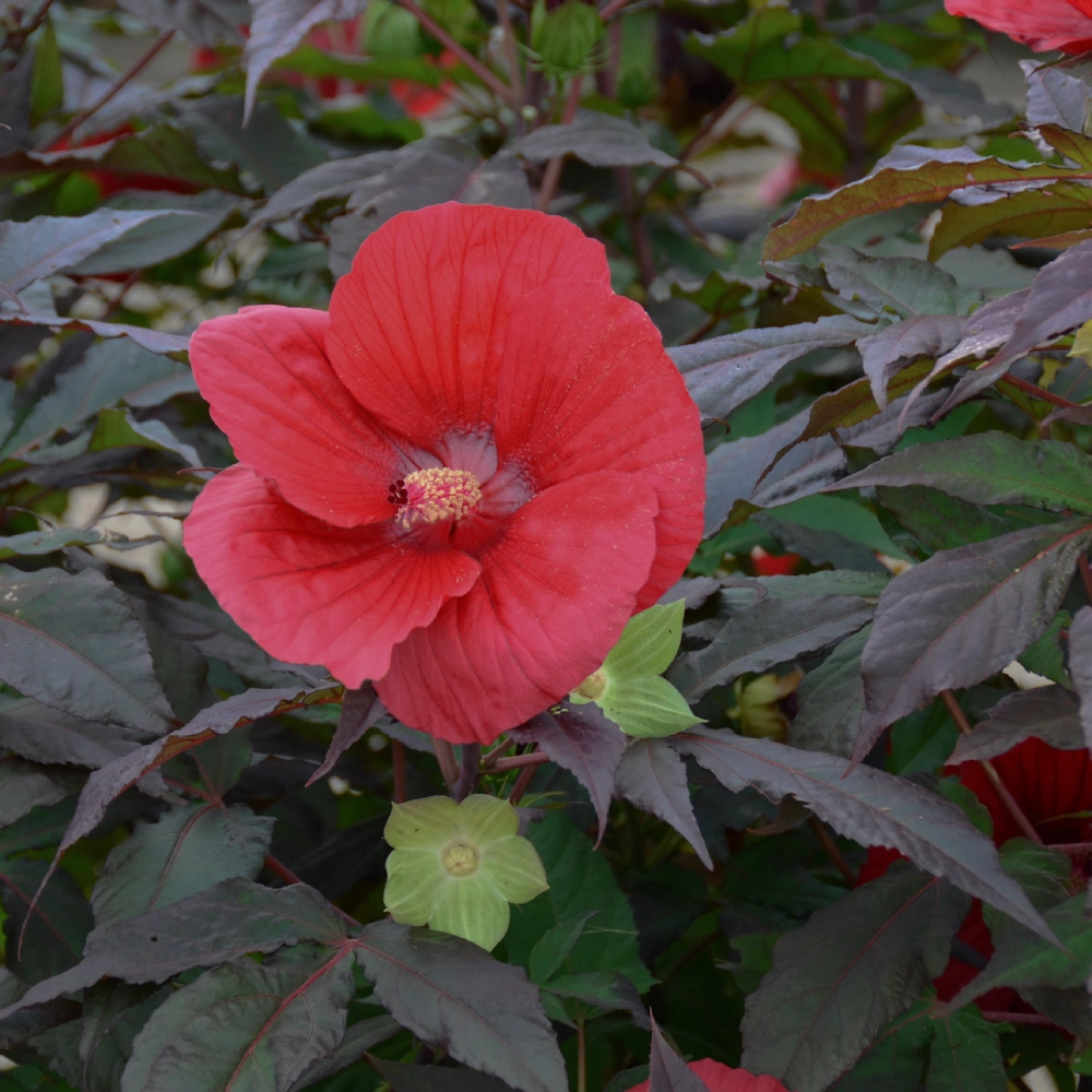 Hardy Hibiscus