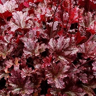 HeucheraBerryMarmaladeMainProfilePic