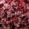 HeucheraBerryMarmaladeMainProfilePic