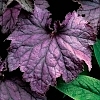 HeucheraGrandeAmethyst5