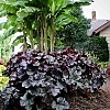 HeucheraGrandeBlack2