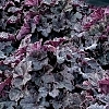 HeucheraGrandeBlack3