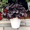 HeucheraGrandeBlack4
