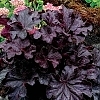 HeucheraGrandeBlack