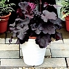 HeucheraNorthernExposureBlack3