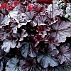 HeucheraNorthernExposureBlackMainProfilePic