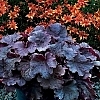 HeucheraNorthernExposureBlack