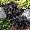 HeucheraPrimoBlackPearl2