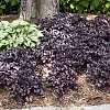HeucheraPrimoBlackPearl3