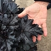 HeucheraPrimoBlackPearl4