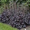 HeucheraPrimoBlackPearlMainProfilePic