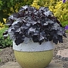 HeucheraPrimoBlackPearl