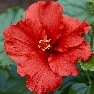 Hibiscus_First_to_Arrive1
