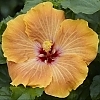 Hibiscus_Gold_Digger