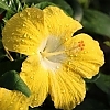 Hibiscus_Leading_Lady